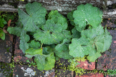 High angle view of plant growing on land