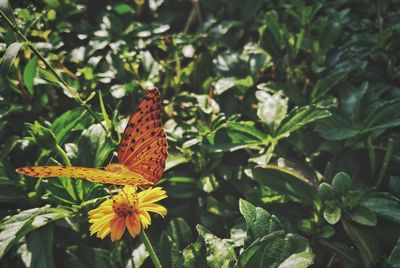 Close-up of butterfly pollinating on flower