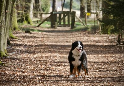 Dog looking away on field