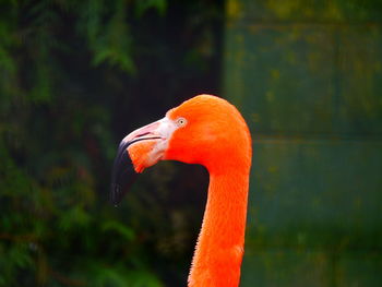 Close-up side view of a bird against blurred background