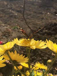 Close-up of butterfly pollinating on yellow flowers