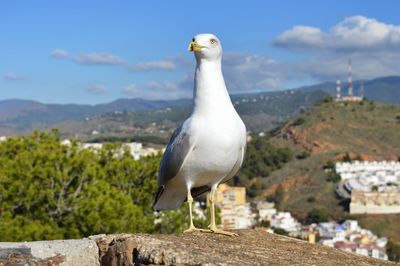 Seagull perching on a wall