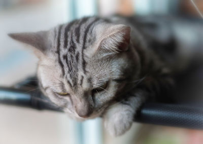 Close-up of cat sleeping