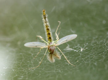 Close-up of insect on leaf