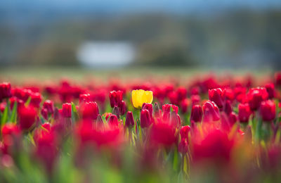 Close-up of red poppy flowers in field