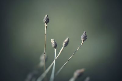 Old flowers in winter