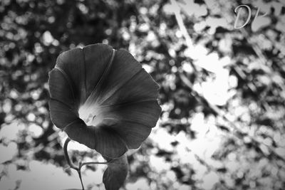 Close-up of flower blooming on tree