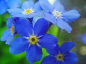 Close-up of purple flowers blooming