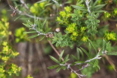 Close-up of flowering plant