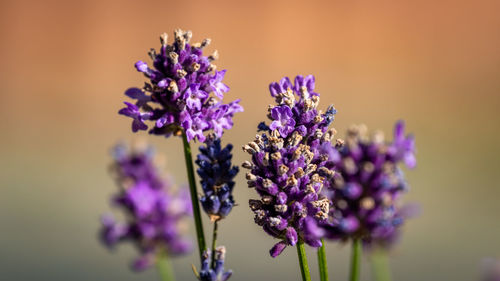 Close-up of purple flowering plant