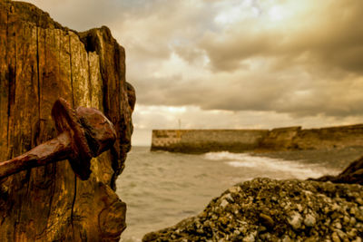 Close-up of driftwood on beach