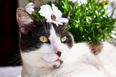 Close-up portrait of a cat