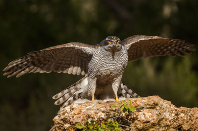 Close-up of eagle flying