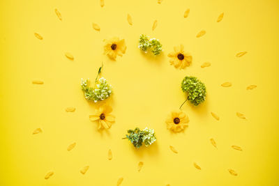 Directly above shot of yellow flowering plant on wall