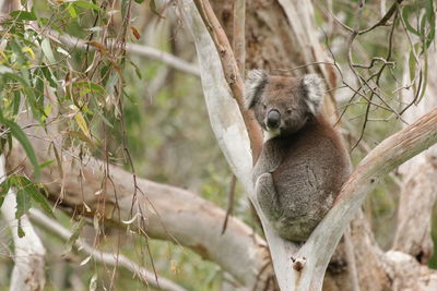 Portrait of koala in a gumtree