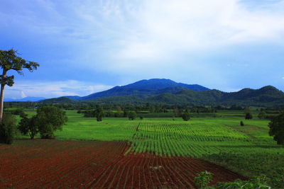 Scenic view of agricultural field against sky