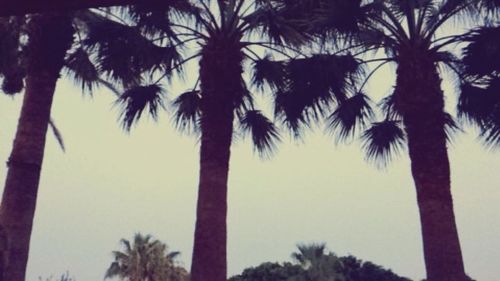 Low angle view of palm trees