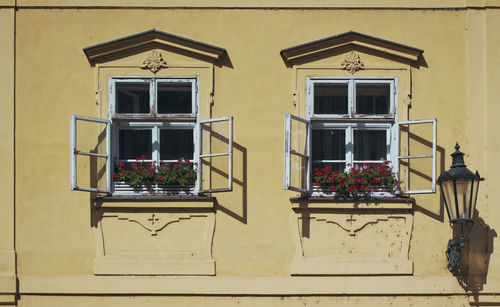 Potted plant on balcony of building