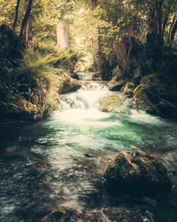 Scenic view of waterfall in forest