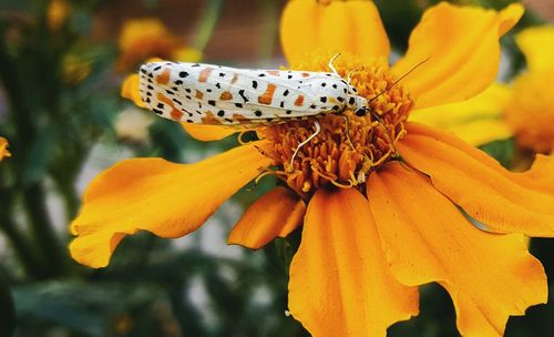 Close-up of butterfly pollinating flower