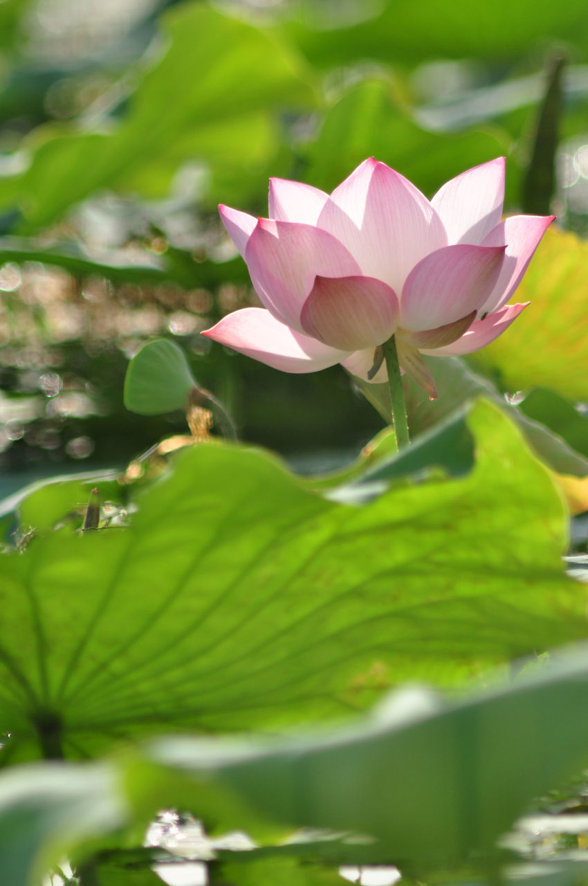 CLOSE-UP OF PINK WATER LILY IN LOTUS