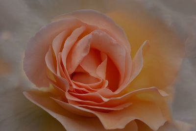 Close-up of rose against blurred background