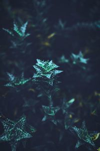 Close-up of plant on snow