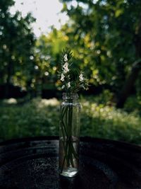 plant