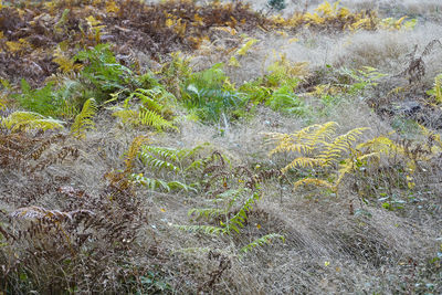 Full frame shot of plants