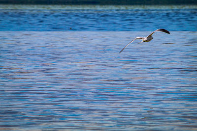 Bird flying over sea