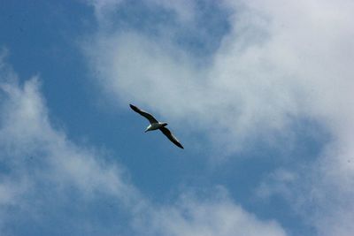 Low angle view of seagull flying in sky