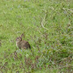 Side view of a rabbit on field
