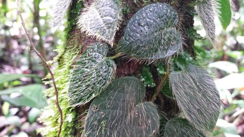 Close-up of fresh green leaves