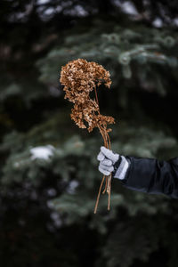 Close-up of hand holding plant