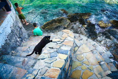 High angle view of dog sitting on rock
