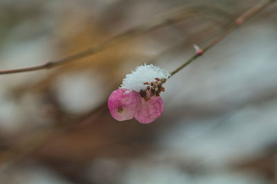 Close-up of pink flower