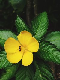 Close-up of yellow flower blooming outdoors