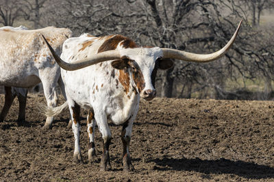 Horse standing in ranch