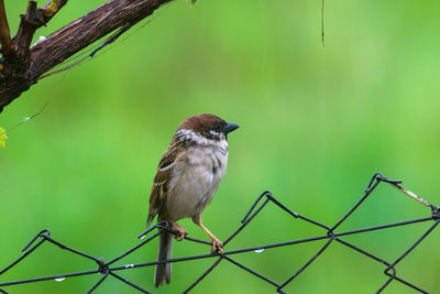 Close-up of bird perching on fence