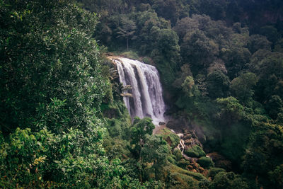 Scenic view of waterfall in forest