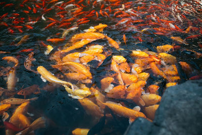 High angle view of koi carps swimming in lake