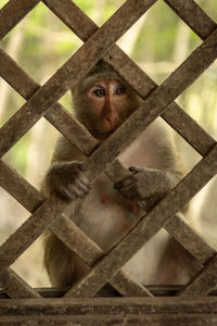 Long-tailed macaque sits gripping wooden trellis window