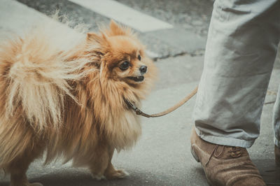 Low section of a man with a dog