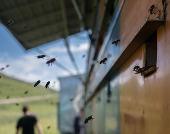 Honey bees buzzing by wall