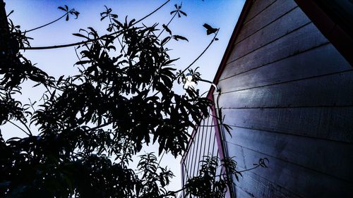 Branches against clear blue sky