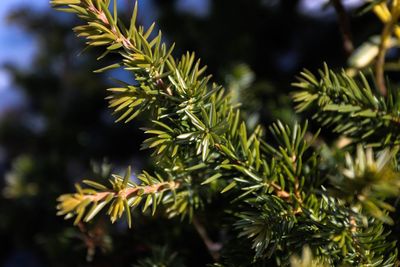 Close-up of branch