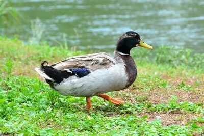 Duck walking at lakeshore