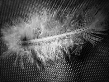 Full frame shot of feather