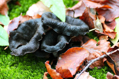 Close-up of food on leaves