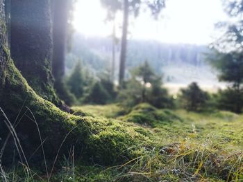 Close-up of grass growing in field